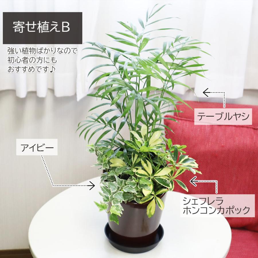 観葉植物 寄せ植え 6号 テーブルヤシ アイビー シェフレラ 選べる陶器