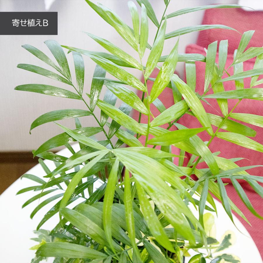観葉植物 寄せ植え 6号 テーブルヤシ アイビー シェフレラ 選べる陶器