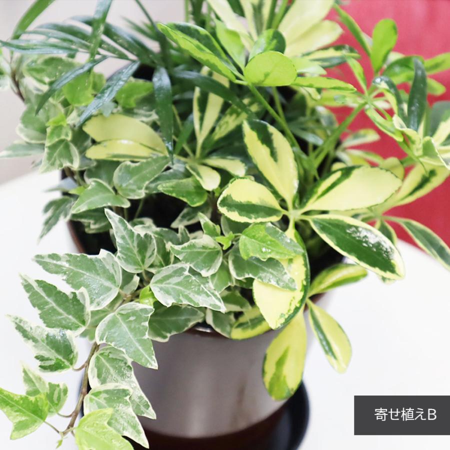 観葉植物 寄せ植え 6号 テーブルヤシ アイビー シェフレラ 選べる陶器