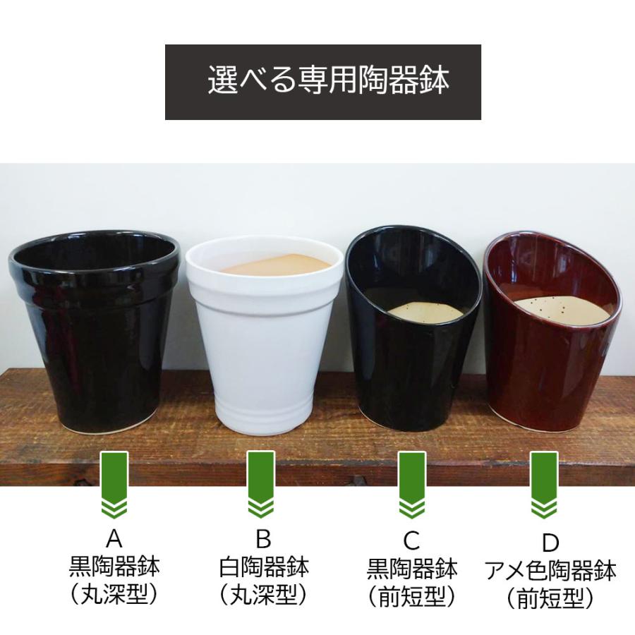 観葉植物 寄せ植え 6号 テーブルヤシ アイビー シェフレラ 選べる陶器