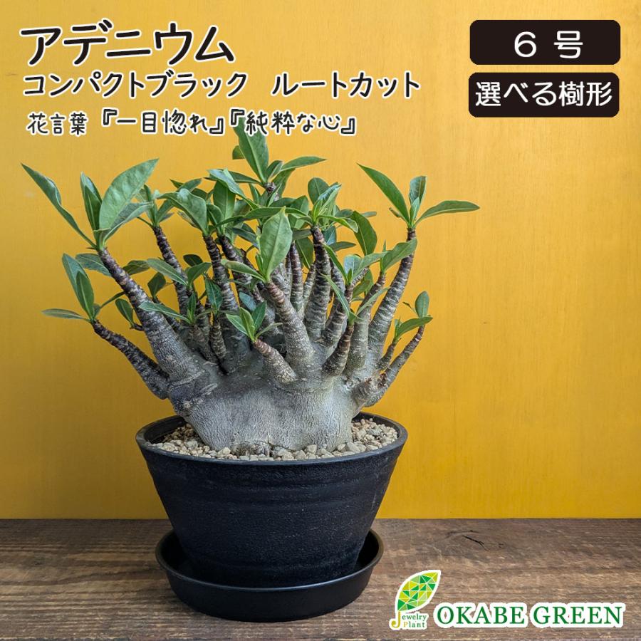 アデニウム　ブラック Amazon｜【現品限り】アデニウム・アラビカム ブラックスキン【J64