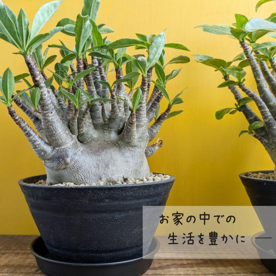 観葉植物 アデニウム コンパクトブラック ルートカット 選べる樹形