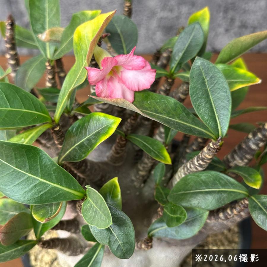 観葉植物 アデニウム コンパクトブラック ルートカット 選べる樹形