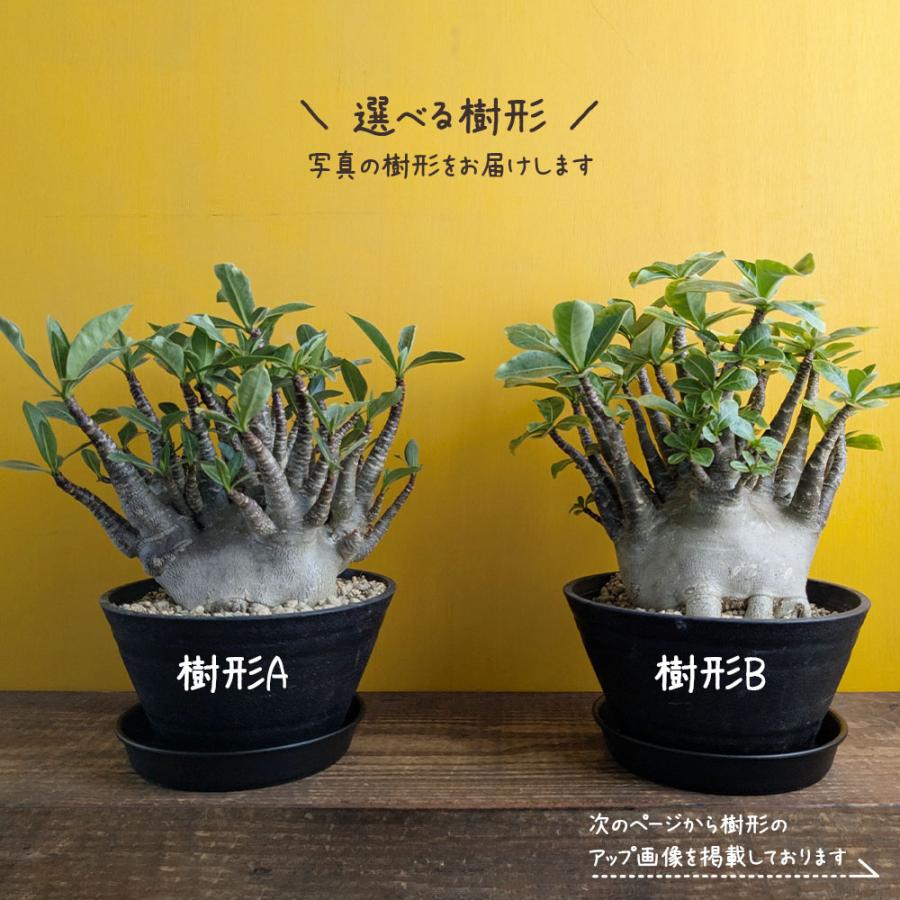 観葉植物 アデニウム コンパクトブラック ルートカット 選べる樹形