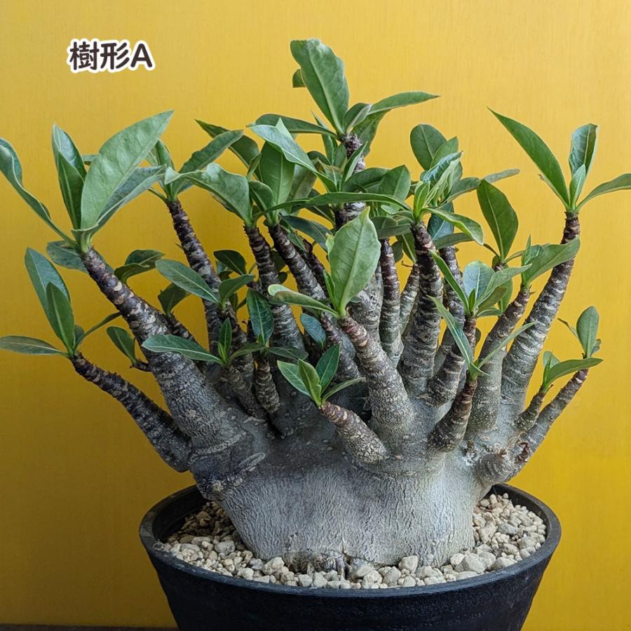 観葉植物 アデニウム コンパクトブラック ルートカット 選べる樹形