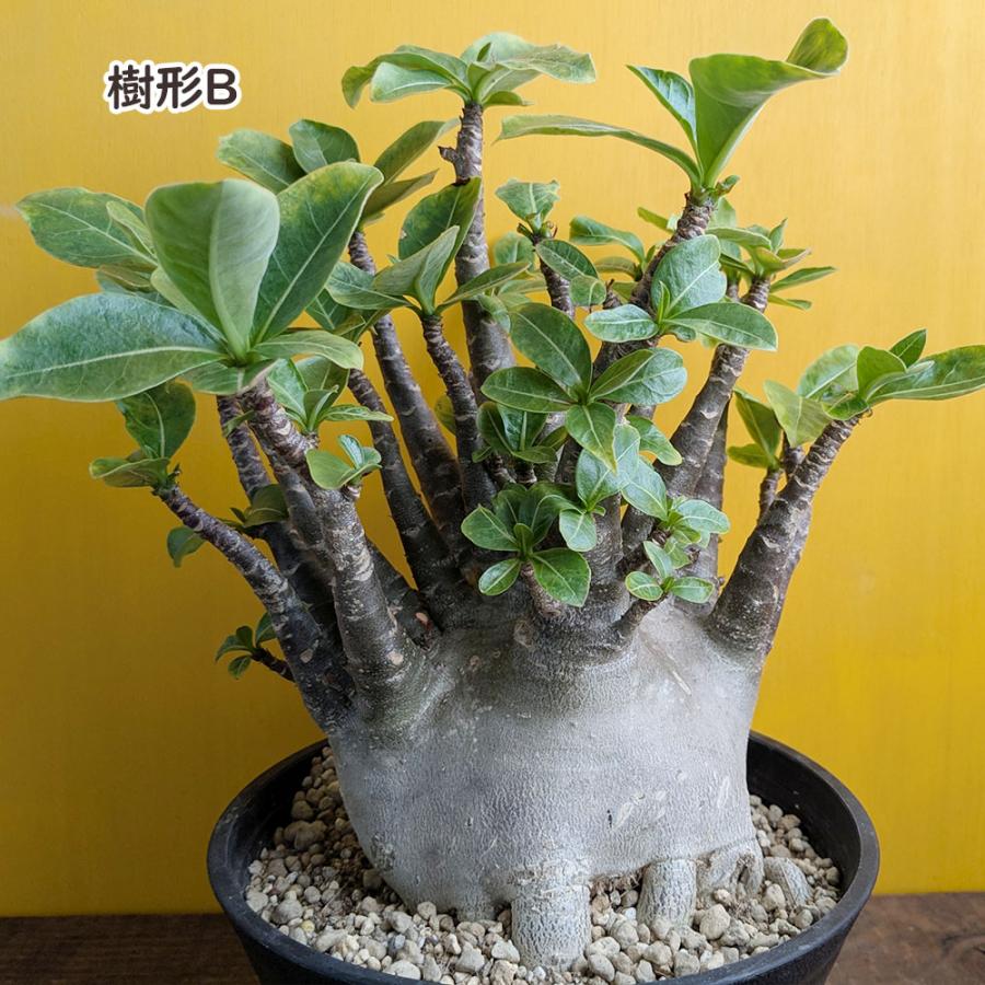 観葉植物 アデニウム コンパクトブラック ルートカット 選べる樹形