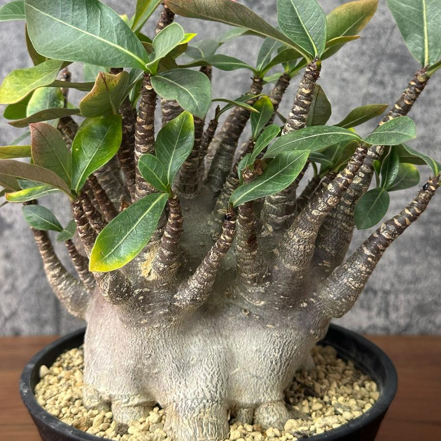 アデニウム Black Sheep 黒花 開花中・蕾 塊根植物 5号 約45cm 観葉植物 お中元 アデニウム コンパクトブラック ルートカット 選べる