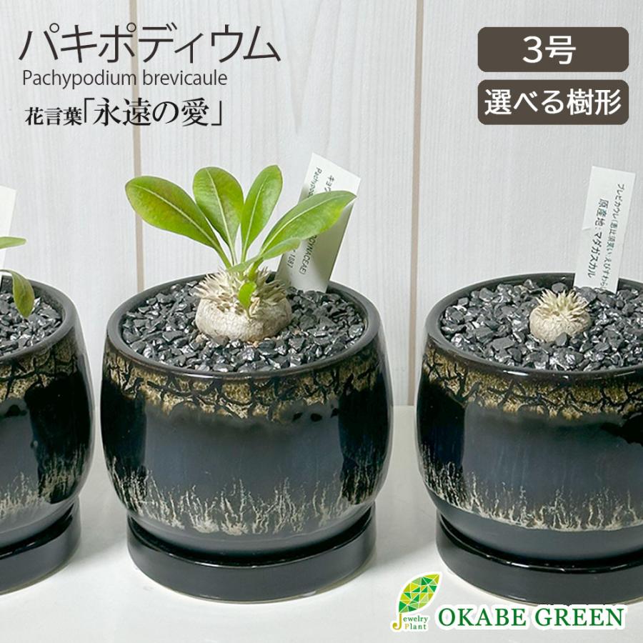観葉植物 小さい パキポディウム ブレビカウレ 3号 選べる樹形 観葉植物 小さい パキポディウム ブレビカウレ 3号 選べる樹形