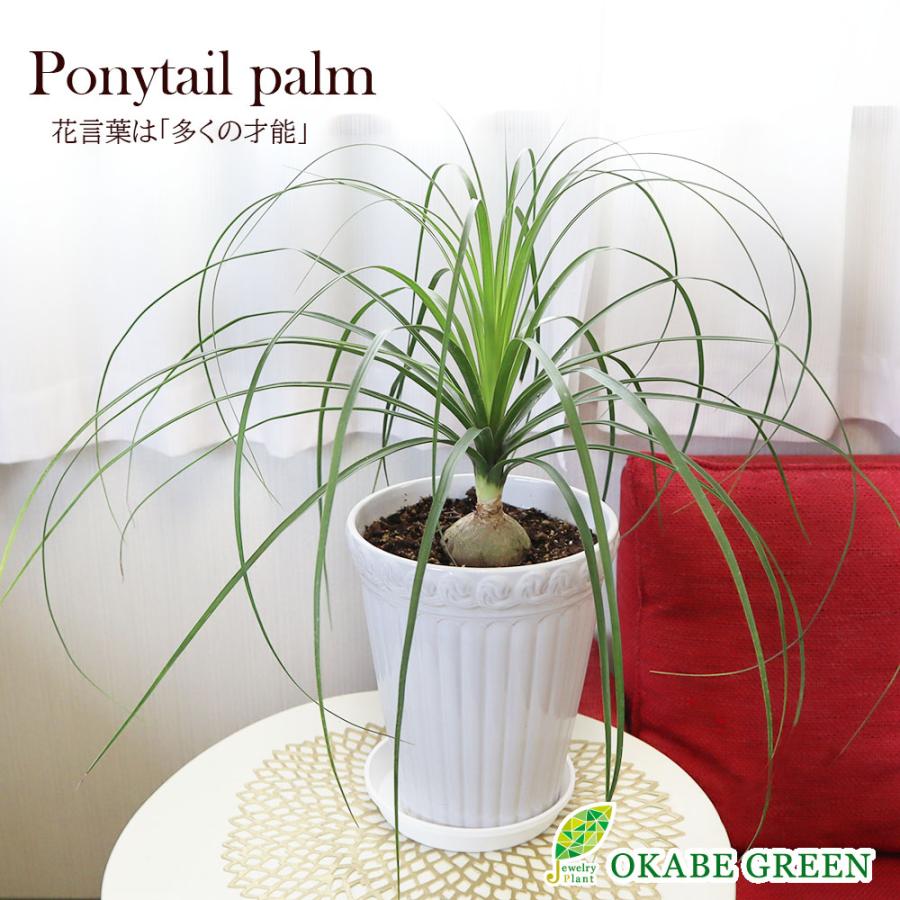 まんまる トックリラン 特大 まんまるトックリラン特大