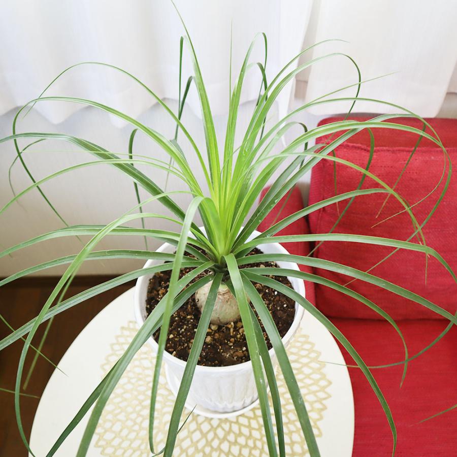 観葉植物 おしゃれ 大型 本物 室内トックリラン 7号 素敵なデザイン白