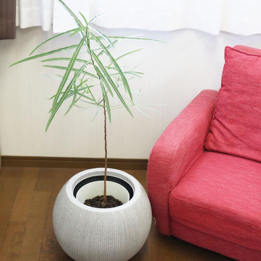 観葉植物 おしゃれ 大型 本物 室内 ブラキキトン ボトルツリー 7号