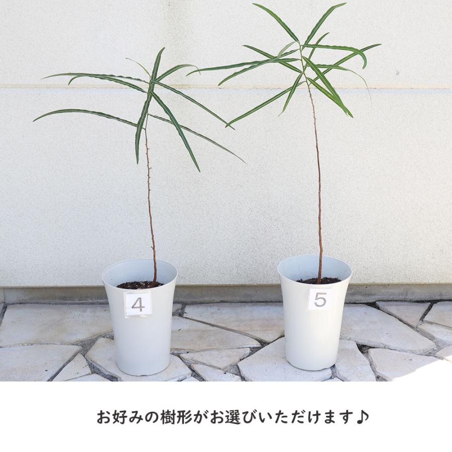 観葉植物 おしゃれ 大型 本物 室内 ブラキキトン ボトルツリー 7号