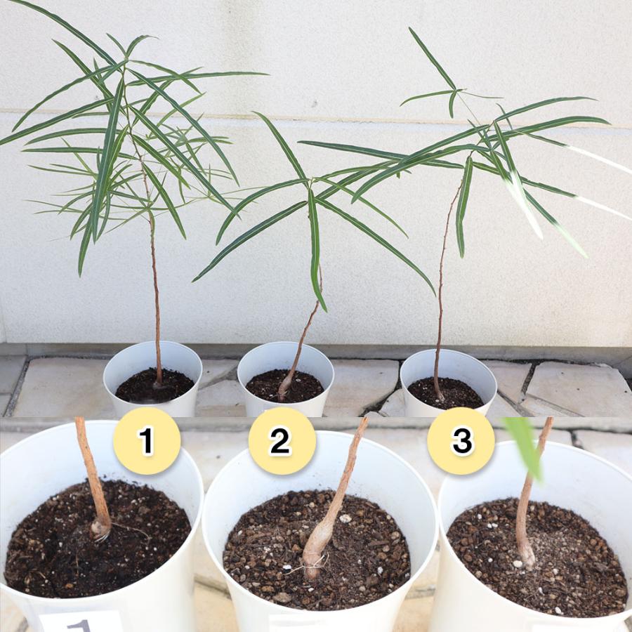 ブラキキトン ボトルツリー 3個セット おしゃれ 観葉植物：ブラキキトン ボトルツリー バスケット鉢カバー