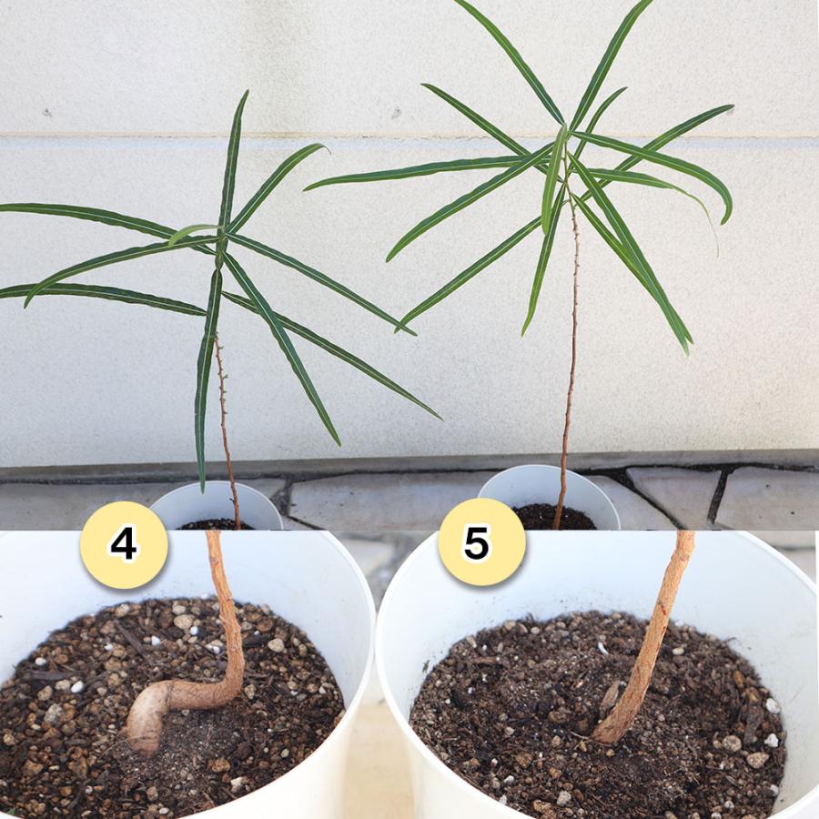 観葉植物 おしゃれ 大型 本物 室内 ブラキキトン ボトルツリー 7号