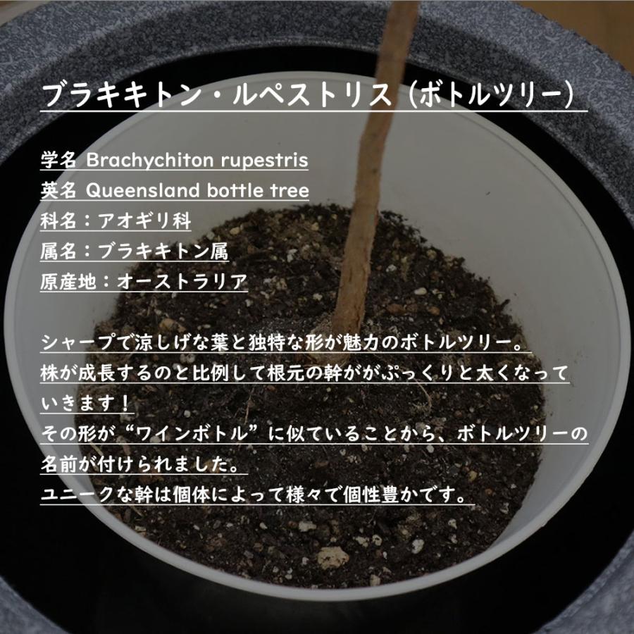 観葉植物 おしゃれ 大型 本物 室内 ブラキキトン ボトルツリー 7号