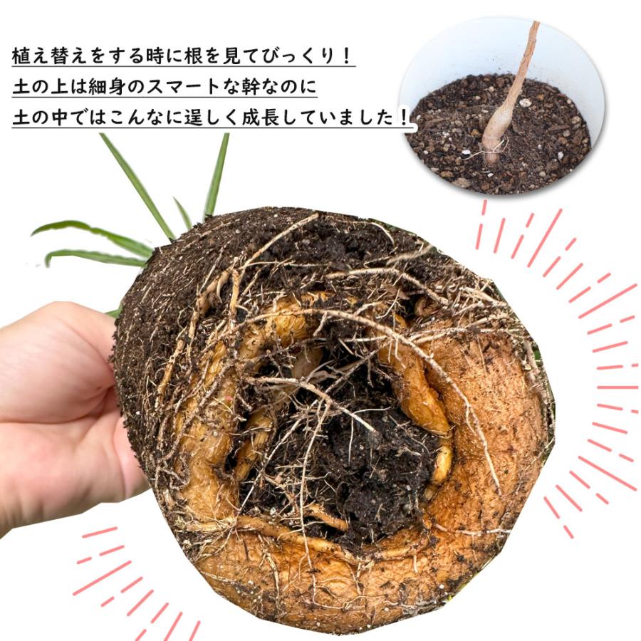 観葉植物 おしゃれ 大型 本物 室内 ブラキキトン ボトルツリー 7号