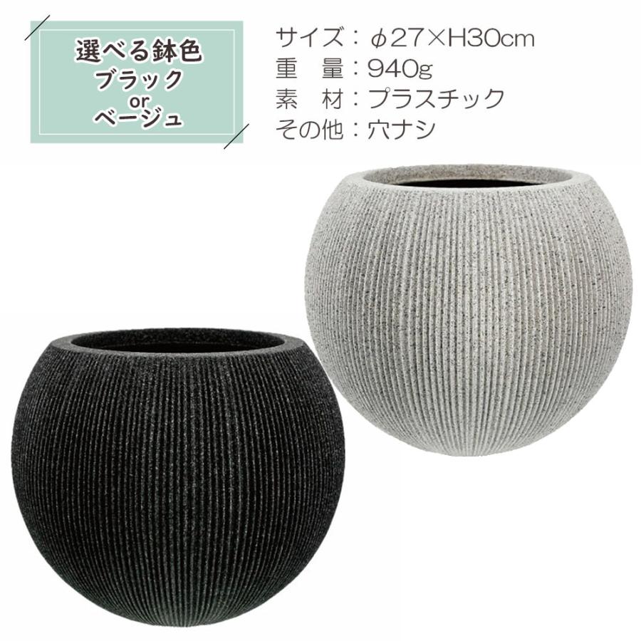 ボトルツリー　M2　８号　高さ125ｃｍ 観葉植物 おしゃれ 大型 本物 室内 ブラキキトン ボトルツリー 7号