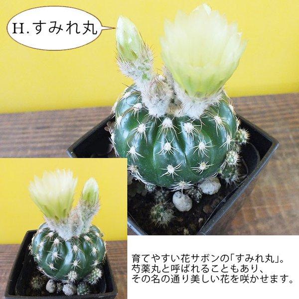 サボテン 3 5号 プラスチック鉢 多肉植物 観葉植物 おしゃれ お祝い プレゼント ギフト 風水 種類一覧 インテリア Sb 171 14 Okabe Green Jewelryplant 通販 Yahoo ショッピング