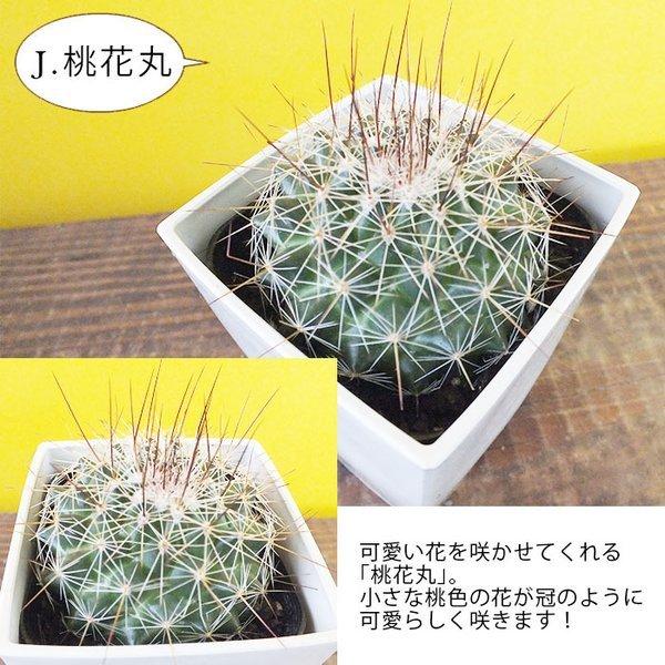 サボテン 3 5号 プラスチック鉢 多肉植物 観葉植物 おしゃれ お祝い プレゼント ギフト 風水 種類一覧 インテリア 母の日 Sb 171 14 Okabe Green Jewelryplant 通販 Yahoo ショッピング