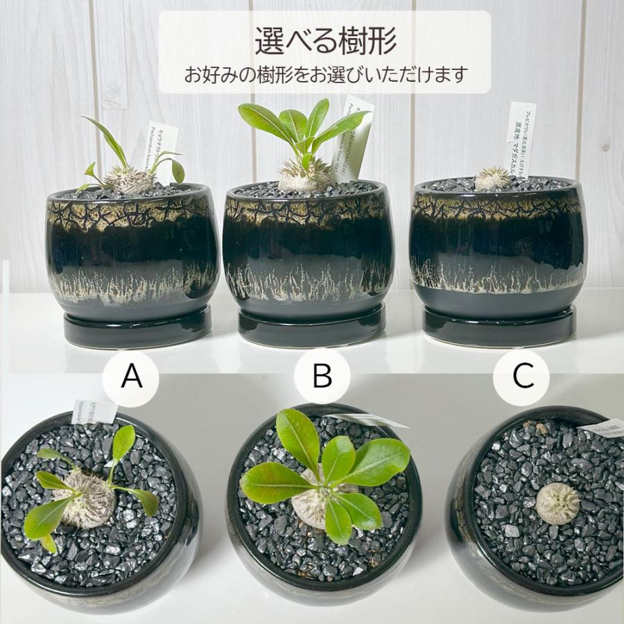 観葉植物 小さい パキポディウム ブレビカウレ 3号 選べる樹形 現品