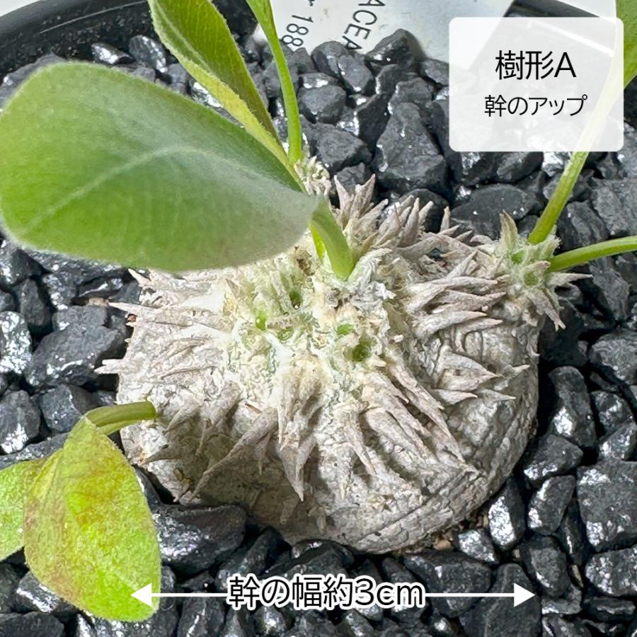 観葉植物 小さい パキポディウム ブレビカウレ 3号 選べる樹形 現品
