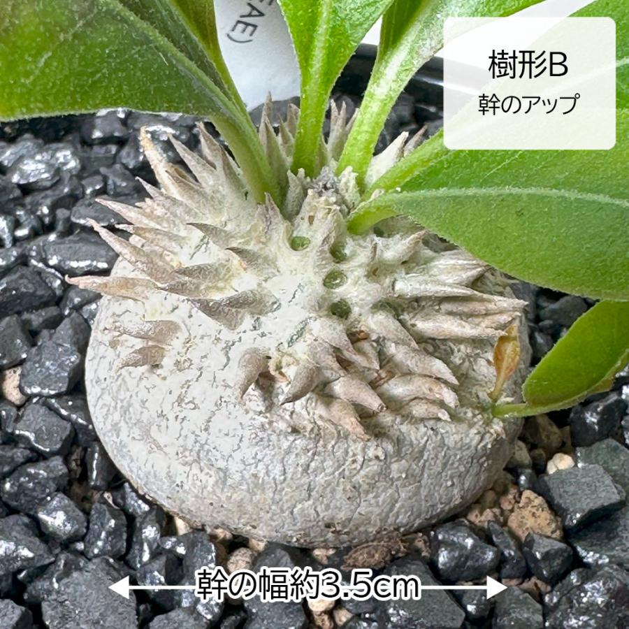 観葉植物 小さい パキポディウム ブレビカウレ 3号 選べる樹形 現品