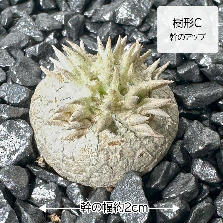 母の日 ギフト プレゼント 観葉植物 小さい パキポディウム