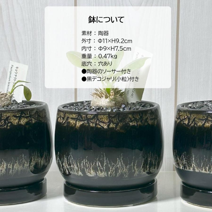 観葉植物 小さい パキポディウム ブレビカウレ 3号 選べる樹形 現品