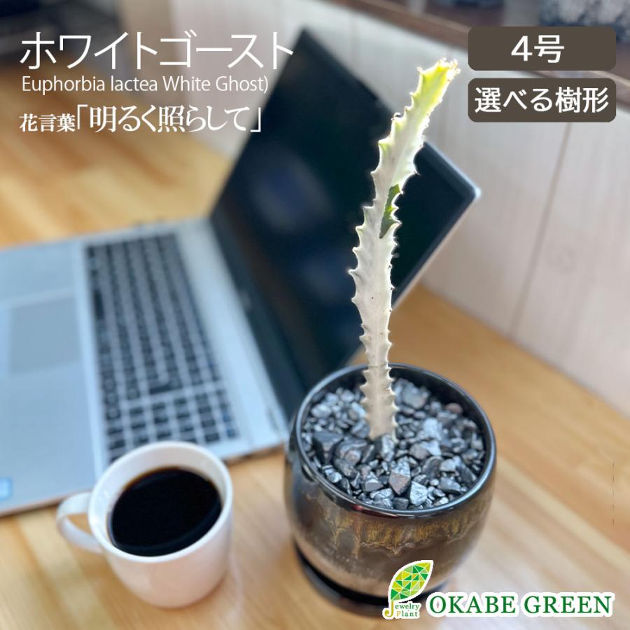 観葉植物】ホワイトゴースト 受皿付