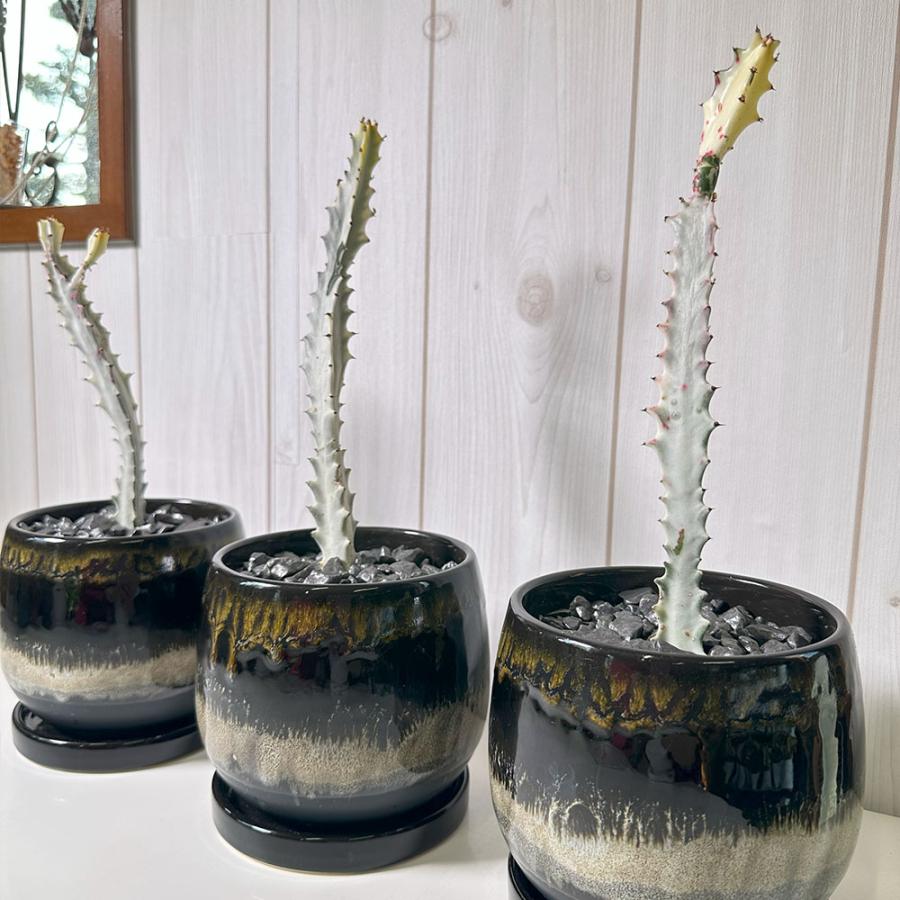 母の日 ギフト プレゼント 観葉植物 おしゃれ ユーフォルビア ラクテア