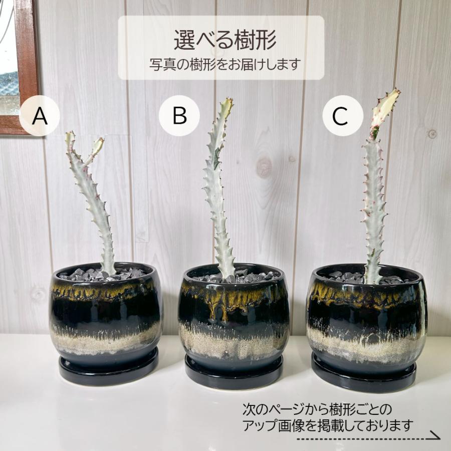 観葉植物 おしゃれ ユーフォルビア ラクテア ホワイトゴースト 4号
