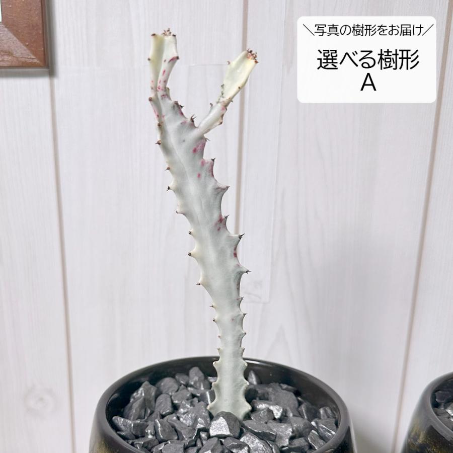 受け皿付き陶器鉢 Bユーフォルビア・ホワイトゴースト 【公式通販】