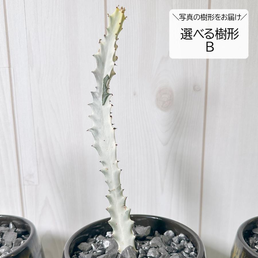 観葉植物 おしゃれ ユーフォルビア ラクテア ホワイトゴースト 4号