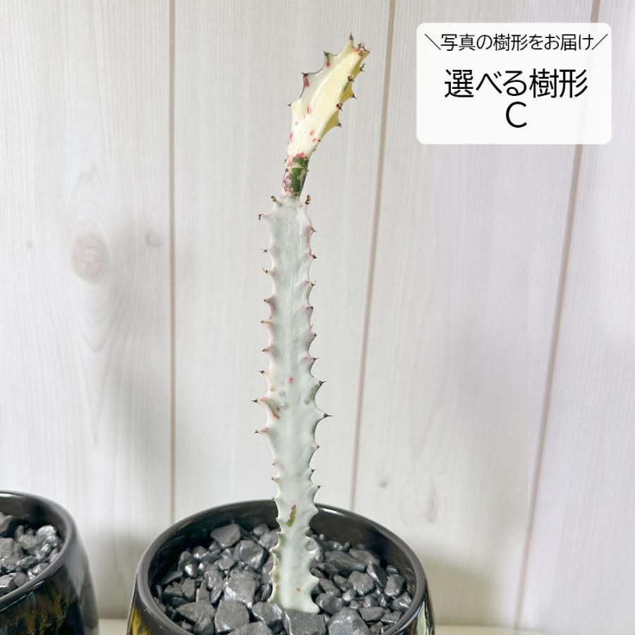 観葉植物 おしゃれ ユーフォルビア ラクテア ホワイトゴースト 4号