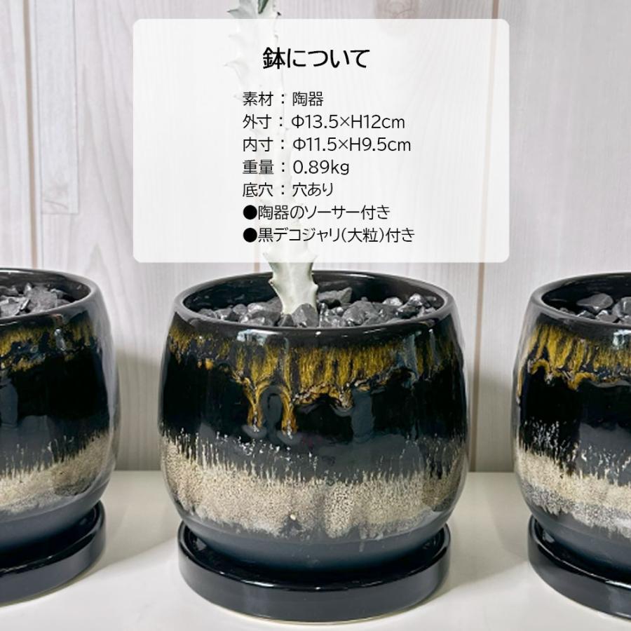 観葉植物 おしゃれ ユーフォルビア ラクテア ホワイトゴースト 4号