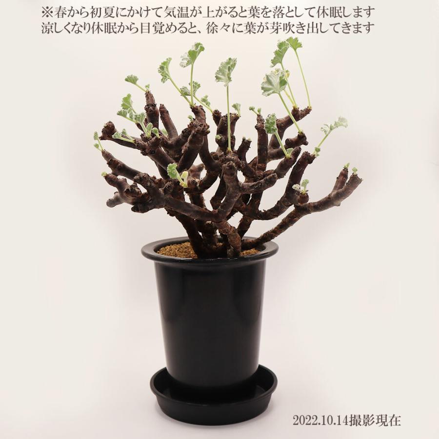 観葉植物 おしゃれ 室内 超希少品種 ペラルゴニウム ミラビレ 現品 4号