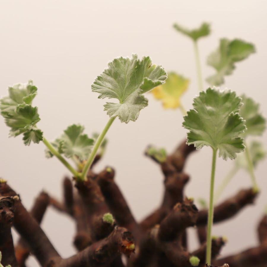 観葉植物 おしゃれ 室内 超希少品種 ペラルゴニウム ミラビレ 現品 4号