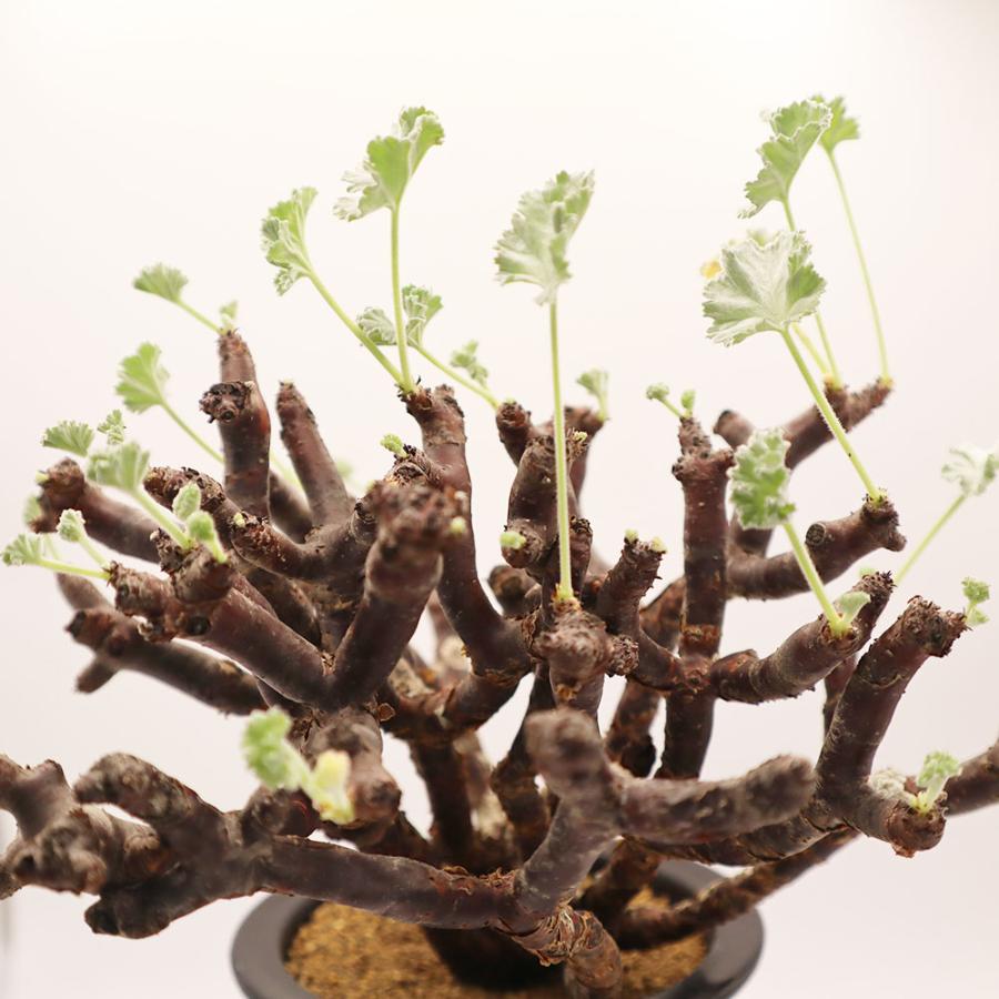 観葉植物 おしゃれ 室内 超希少品種 ペラルゴニウム ミラビレ 現品 4号