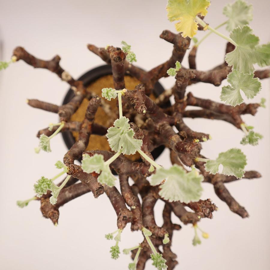 観葉植物 お中元 おしゃれ 室内 超希少品種 ペラルゴニウム ミラビレ