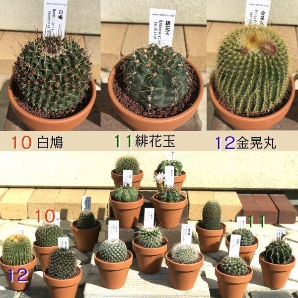 サボテン 現品 ３号 素焼鉢 多肉植物 観葉植物 おしゃれ お祝い プレゼント ギフト風水 種類一覧 選べる 父の日 父の日 Sb 171 2 Okabe Green Jewery Plant 通販 Yahoo ショッピング