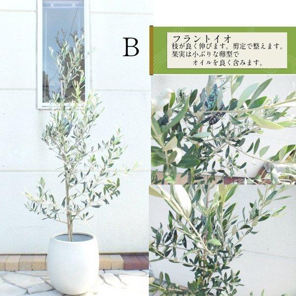 オリーブ 選べる樹種 現品 ルッカ フラントイオ ベルダーレ ネバディロブランコ ｊ５ 観葉植物 おしゃれ お祝い プレゼント ギフト風水 種類一覧 樹脂軽量鉢 Sb 171 4 Okabe Green 通販 Yahoo ショッピング