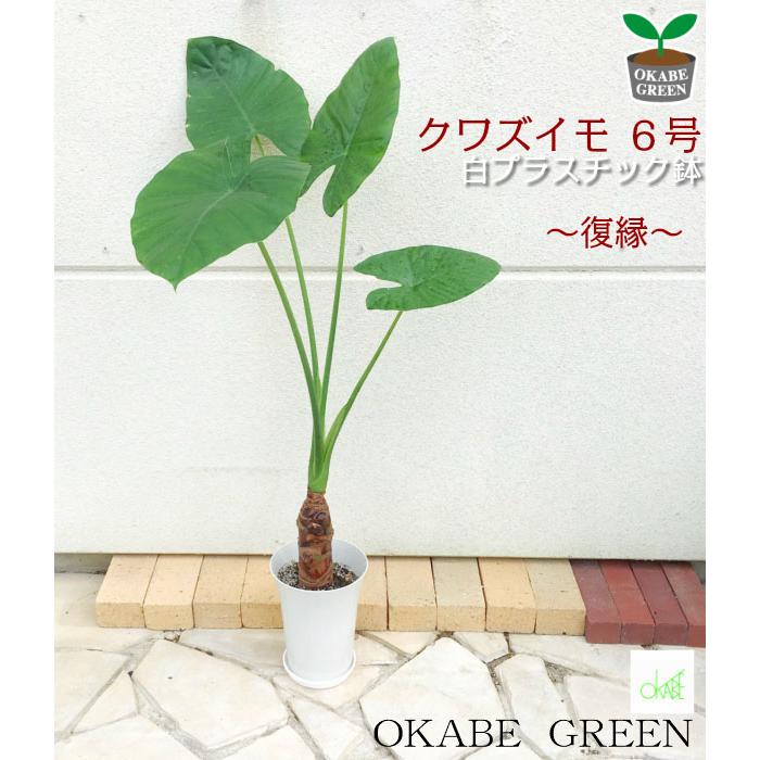 クワズイモ ６号 プラスチック鉢 ハートの葉っぱ 観葉植物 おしゃれ お祝い プレゼント ギフト 風水 種類一覧 鉢植え 敬老の日 Sb 171 5 Okabe Green Jewelryplant 通販 Yahoo ショッピング
