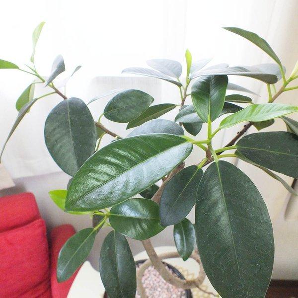 フランスゴム 曲り 8号 現品 黒い丸陶器鉢 観葉植物 おしゃれ お祝い 誕生日プレゼント 引越祝 開店祝 ギフト 風水 種類一覧 敬老の日 Sb 171 6 Okabe Green Jewery Plant 通販 Yahoo ショッピング