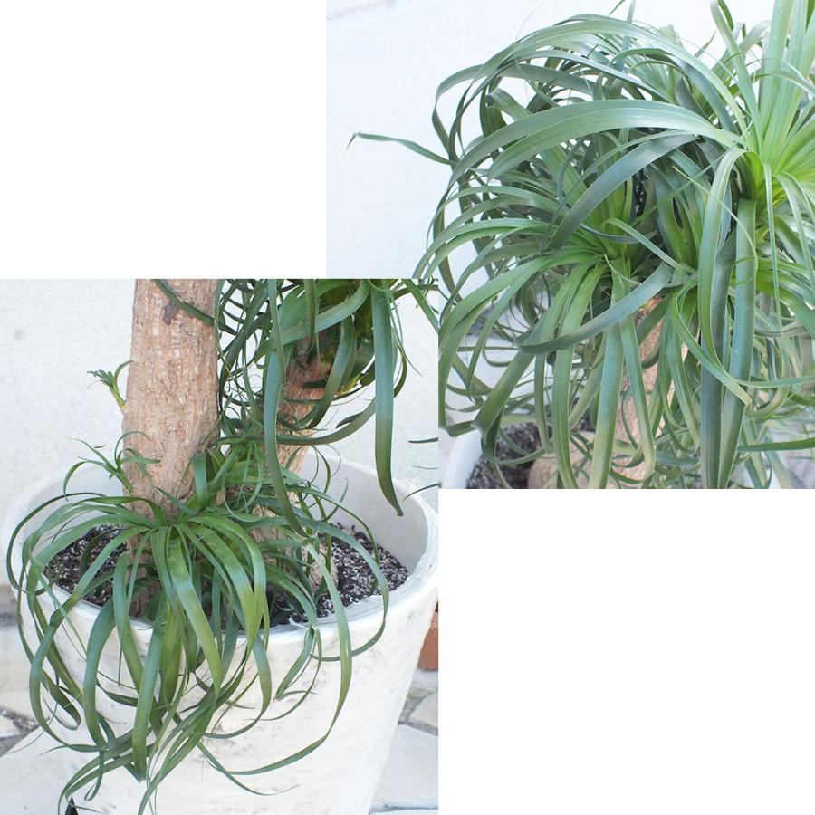 トックリラン 11号 アンティーク調の白鉢 受皿付 ポニーテール 観葉植物 おしゃれ お祝い プレゼント ギフト 風水 種類一覧 Sb 171 7 Okabe Green Jewery Plant 通販 Yahoo ショッピング