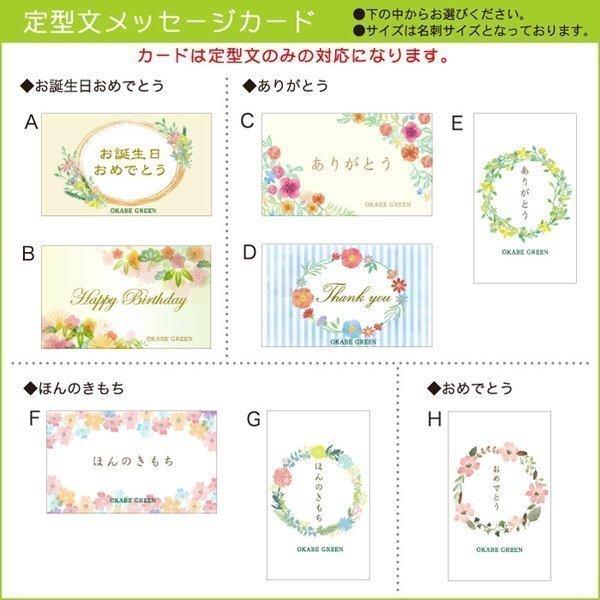 トックリラン 11号 アンティーク調の白鉢 受皿付 ポニーテール 観葉植物 おしゃれ お祝い プレゼント ギフト 風水 種類一覧 Sb 171 7 Okabe Green Jewery Plant 通販 Yahoo ショッピング