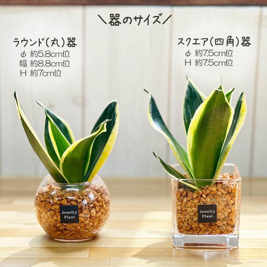 ハイドロカルチャー サンスベリア 観葉植物 土なし おしゃれ オレンジ