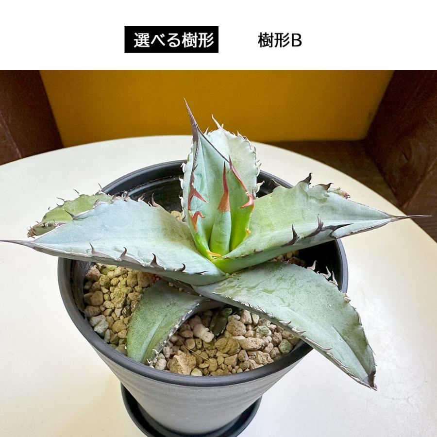 観葉植物 室内 アガベ ティタノータ ブルー チタノタ 選べる樹形 現品 3.5号 黒セラ鉢 受皿付 多肉植物 人気 おしゃれ 誕生日 プレゼント 送料無料 黒2｜okabegreen｜04