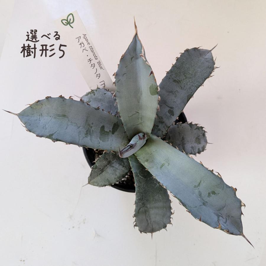 観葉植物 おしゃれ 室内 アガベ ティタノータ ブルー チタノタ 選べる