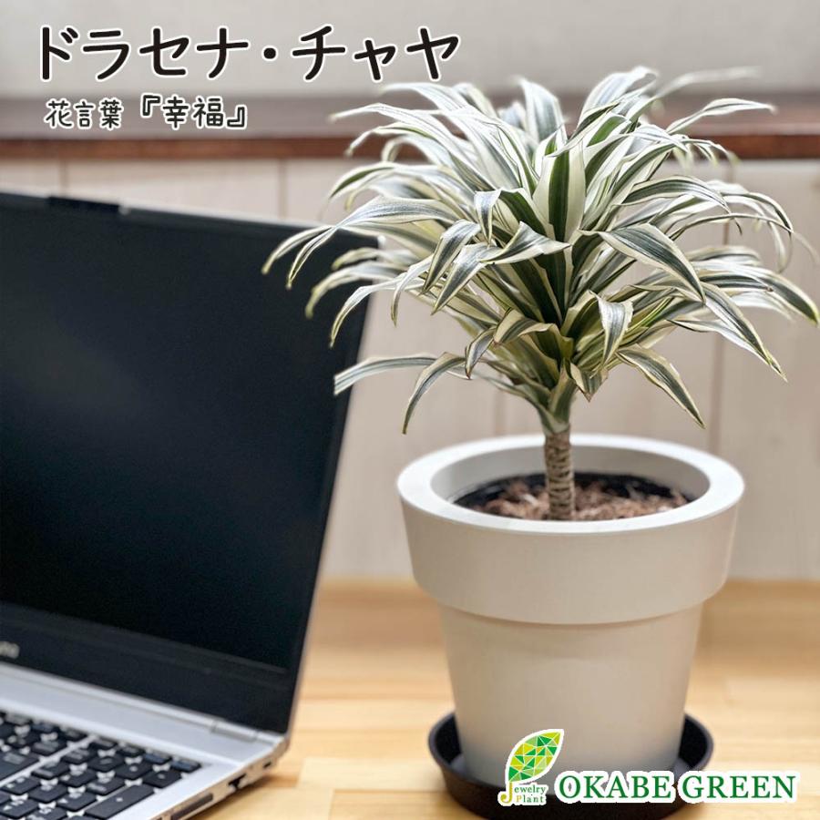 「お得」室内観葉植物 葉っぱがおしゃれなドラセナ ドラセナ 観葉植物 おしゃれ 大型 インテリアグリーン フェイク