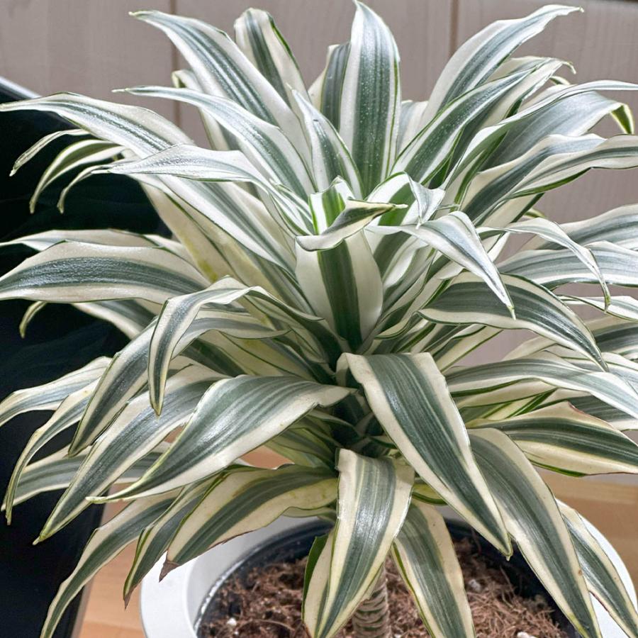 観葉植物 おしゃれ 室内 ドラセナ チャヤ 5号 ラッピング無料 白